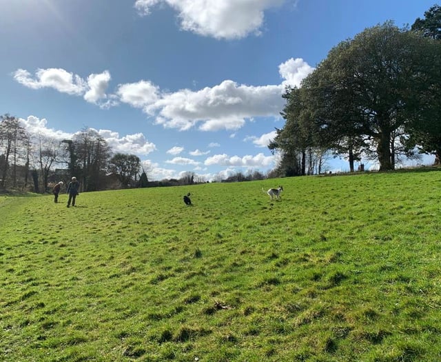 Help needed to plant meadow