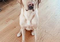 Vets save Labrador Pablo after owner spots symptoms of killer disease