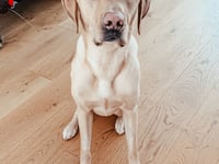 Vets save Labrador Pablo after owner spots symptoms of killer disease