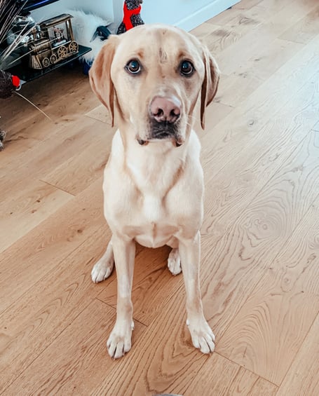Two-year-old Pablo was saved due to decisive action by his owners and swift intervention by Cave Veterinary Specialists