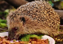 How we can all act to curb light pollution damage to wildlife 