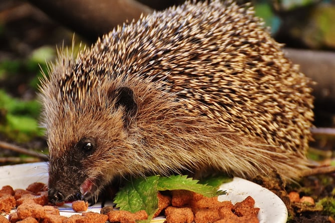 Hedgehogs and other creatures are waking up from winter hibernation