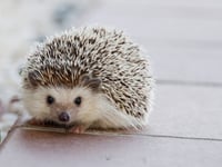 Hedgehog SOS: how to help hedgehogs as they come out of hibernation 
