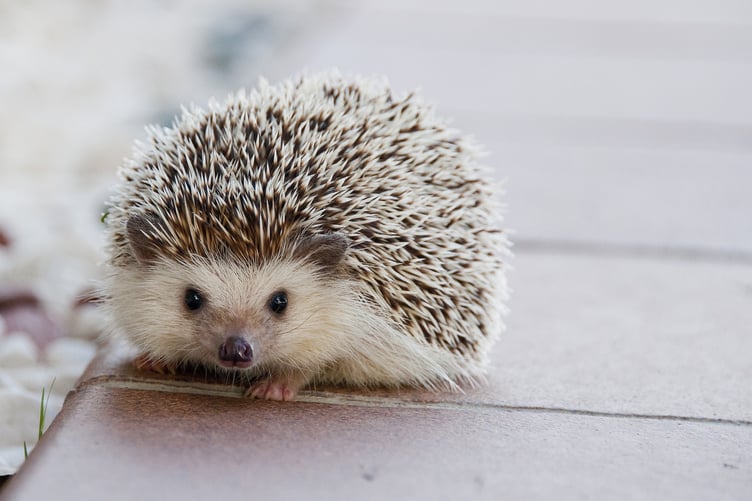 A little hedgehog