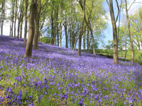 Best places to spot Bluebells across Wellington and West Somerset