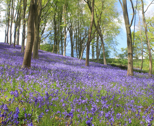 Best places to spot Bluebells across Wellington and West Somerset