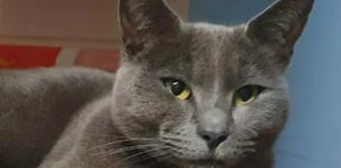 Police investigate attack on cat