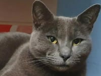 Police investigate attack on cat