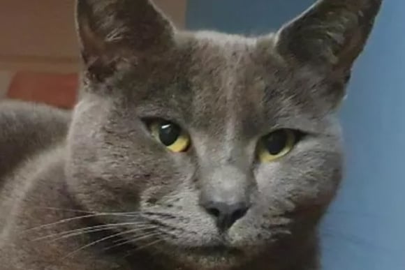 Wellington cat attack Kathy Millington