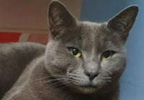Police investigate attack on cat