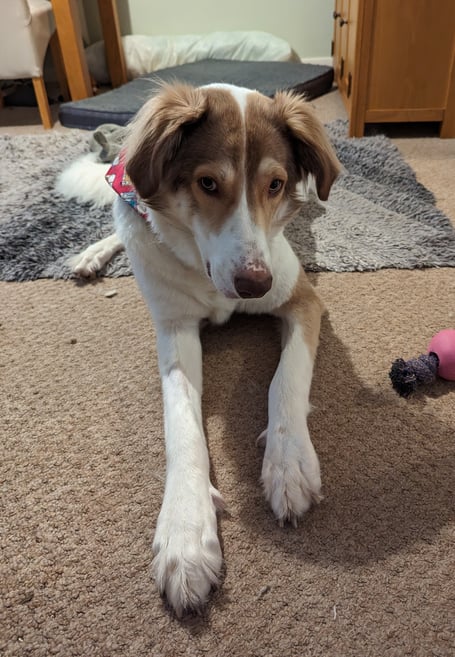 Yana the rescue dog is back on all paws after being cured of a severe limb deformity