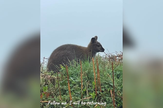 The wallaby seen at Hemyock