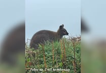 VIDEO: Wallaby spotted in the wild on Blackdown Hills