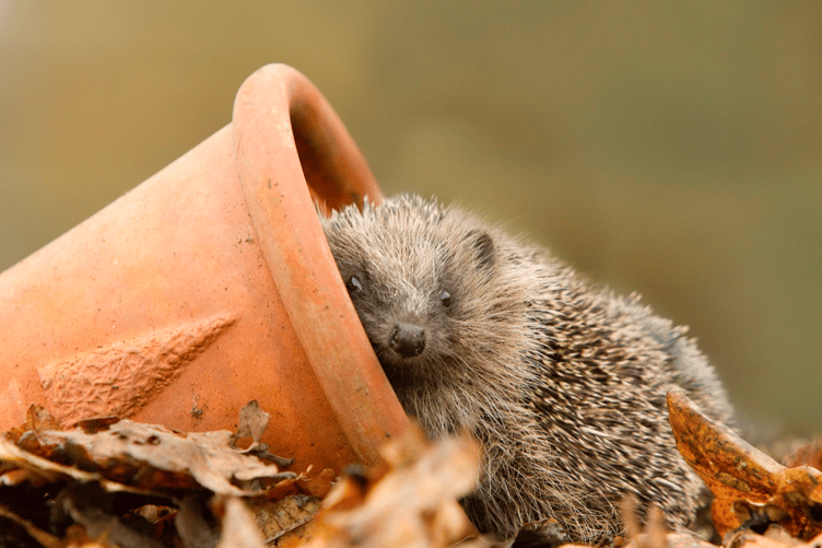 A declining hedgehog population would benefit from DIY garden homes