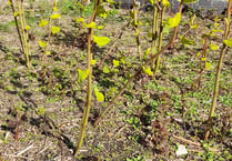 Resident's concern over invasive weed in Rockwell Green 