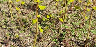 Resident's concern over invasive weed in Rockwell Green 