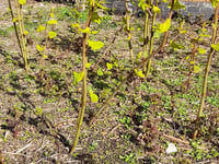 Resident's concern over invasive weed in Rockwell Green 