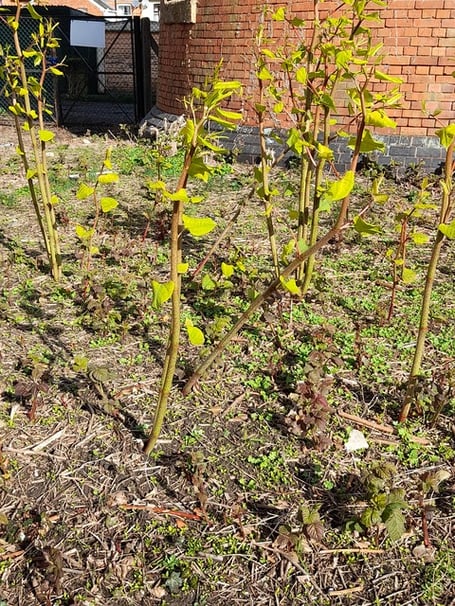 Japanese Knotweed has spread into some resident's garden