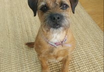 Lola the terrier saved from life-threatening blood clot