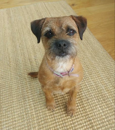 Lola the border terrier was saved by local West Buckland vets