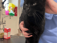 Lost cat Mia heading home to France