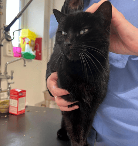 Lost cat Mia, who is being reunited with her owners who now live in France Mount Vets Wellington