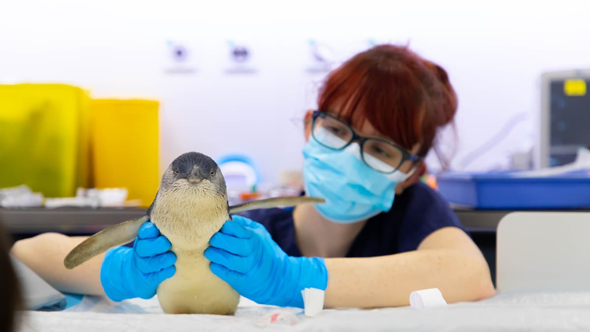 Wobbly penguin has world first MRI scan near Wellington wellington