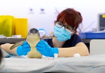Wobbly penguin has world first MRI scan near Wellington
