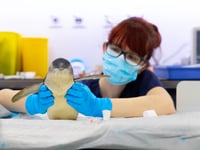 Wobbly penguin has world first MRI scan near Wellington