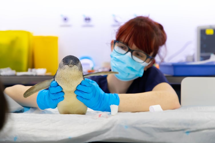 Chaka the Fairy Penguin is the first of his species to undergo an MRI scan - and it was carried out near Wellington