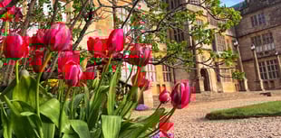 Somerset attractions a riot of colour for bank holiday