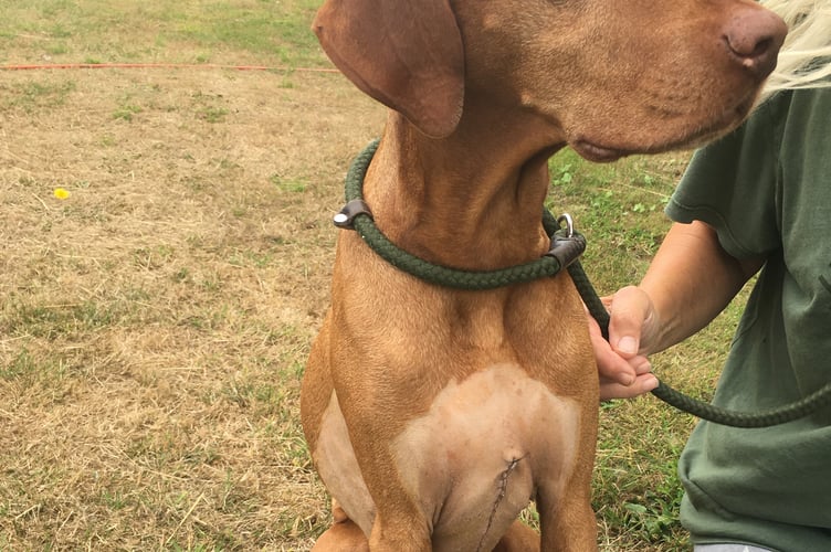 Hungarian Vizla Hugo