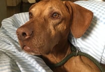 Vets carry out complex emergency operation to save dying dog 