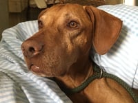 Vets carry out complex emergency operation to save dying dog 