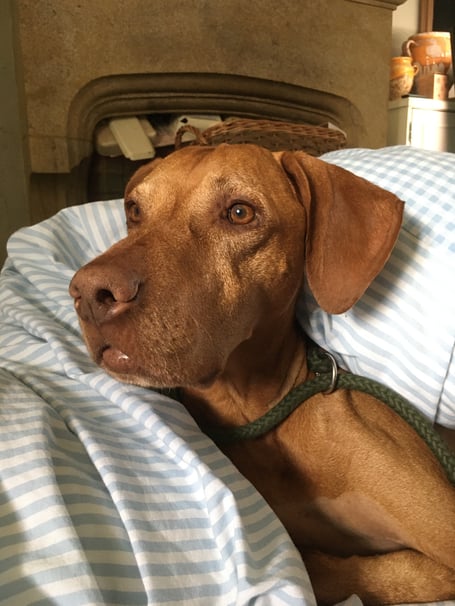 Hungarian Vizla Hugo