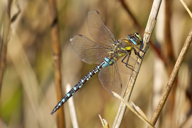Somerset Wildlife Trust is keen to hear of migrant hawker dragonfly sightings in this year's The Big Count.