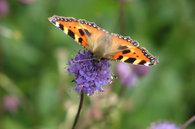 Recorded sightings of small tortoiseshell and other butterflies are needed in this year's The Big Count.