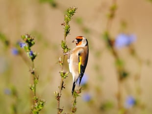 Count wildlife to help stop decline