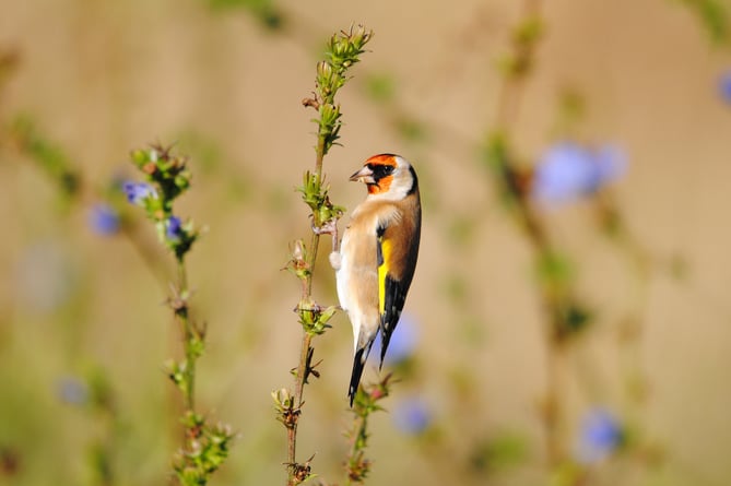 A goldfinch is one of the species people are being asked to look out for in this year's The Big Count.