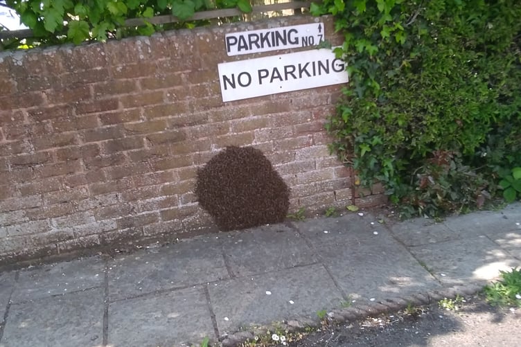 Swarms of bees were seen in White Hart Lane, Wellington, over the weekend.
