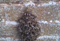 Bee swarms spotted in town centre