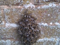 Bee swarms spotted in town centre