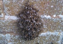 Bee swarms spotted in town centre