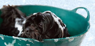 Plans for dog grooming service in Rockwell Green being considered 