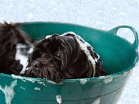 Plans for dog grooming service in Rockwell Green being considered 