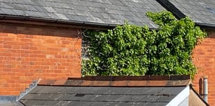 Abandoned house is growing its own forest