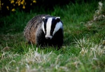 Continuing with badger cull is "only option", says MP
