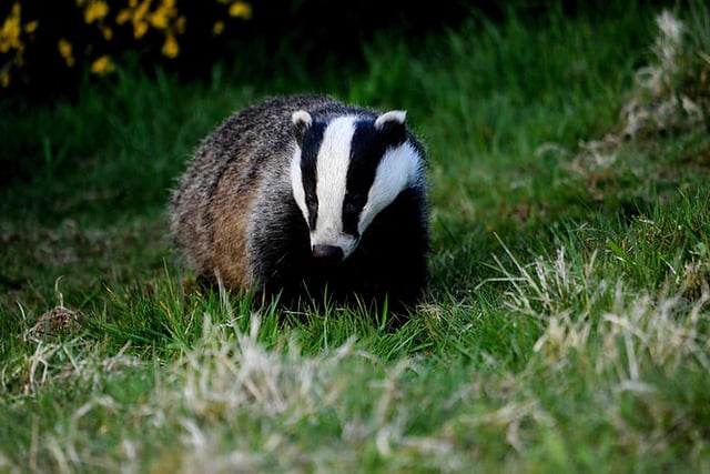Continuing with badger cull is "only option", says MP