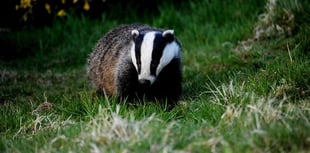 Continuing with badger cull is "only option", says MP