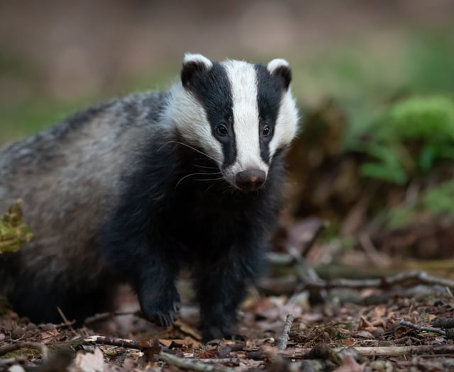 Badger cull in Somerset: Up to 1,795 more could be killed to fight bovine TB